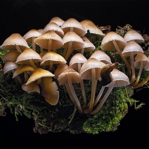 Clustered-Collybia-Collybia-acervata