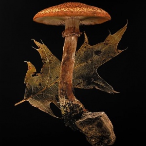 Honye-Mushroom-Armillaria-mellea