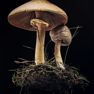 Horse-Mushroom-Agaricus-arvensis