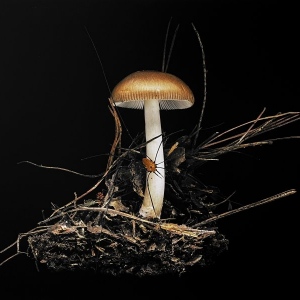 Little-Brown-Mushroom
